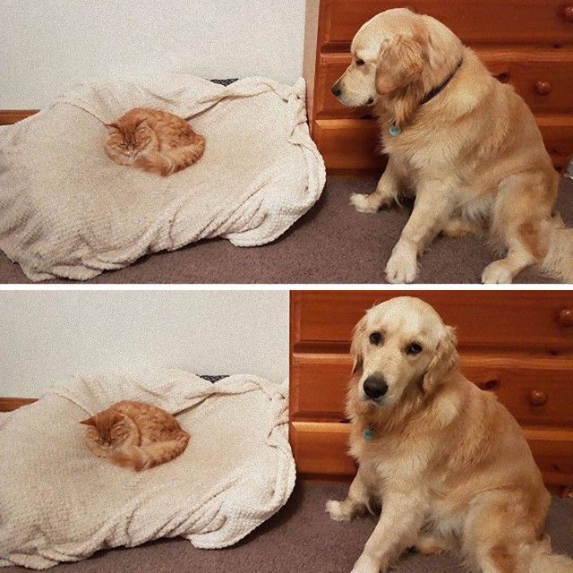 catndog7_e