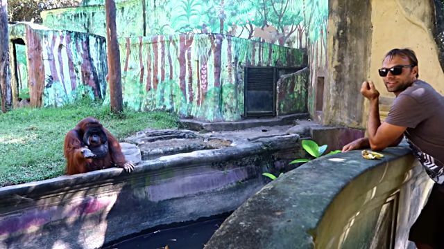orangwutanbanana4