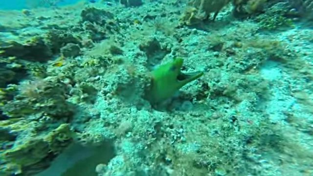eel3