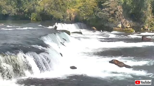 brooksfalls1_640