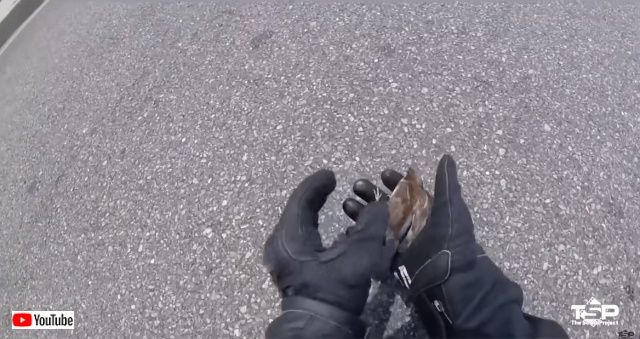 bikershelpinganimals3_batch