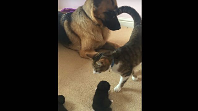 dognkitten3