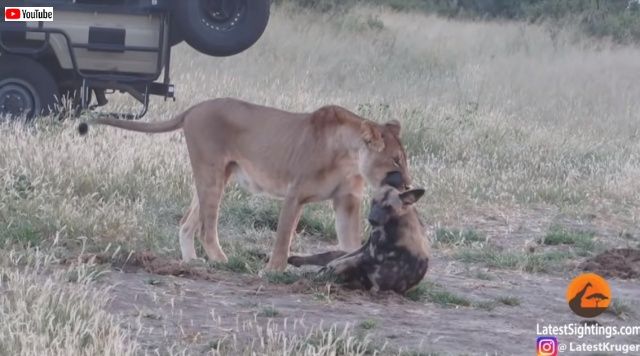 ハイエナ リカオン 【動画】リカオンvsハイエナ 集団で横取り闘争