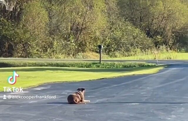 パパが帰るまで動かない！ご主人のトラックが戻って来るまで道路で待ち続ける犬