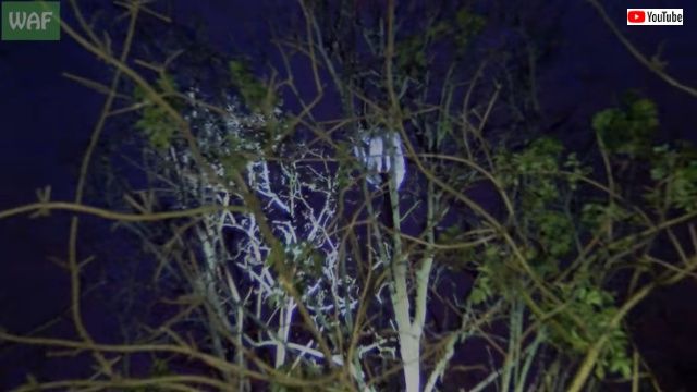 swancrashesintree1_640