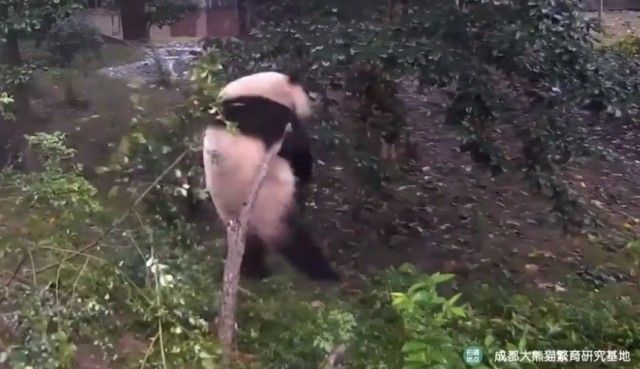 pandasntree1_e