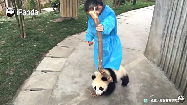 pandananny4