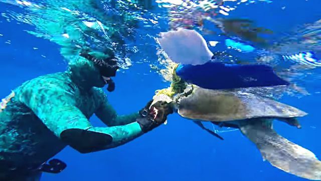 seaturtle2