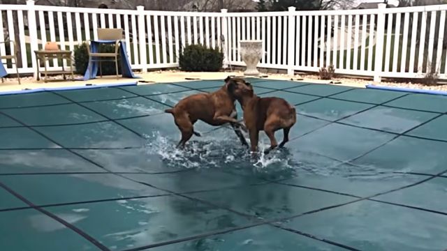 poolcover4