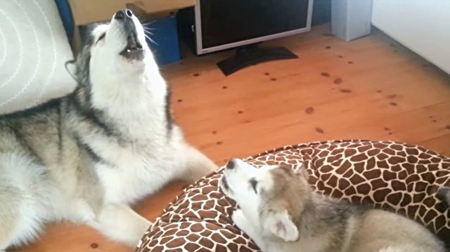malamute4