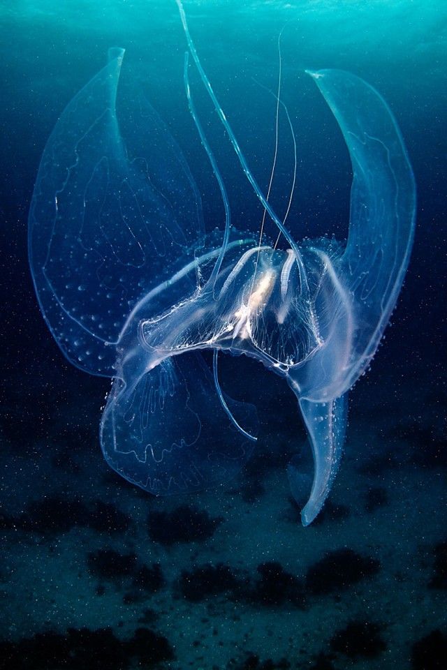 underwater-jellyfish-alexander-semenov-aquatis-15-2_e