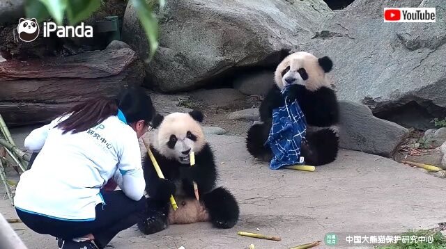 pandajealous1_640