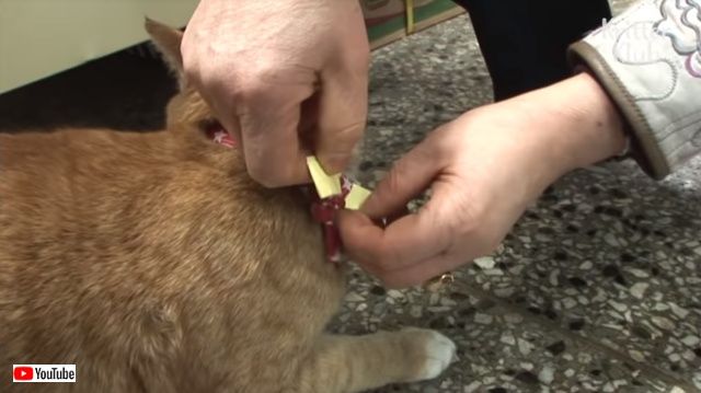 deliverycat5_640