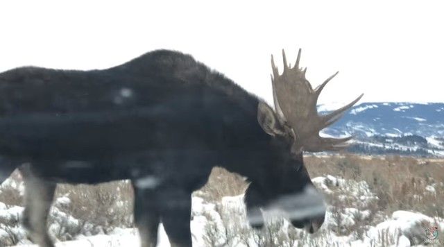 moose4_e