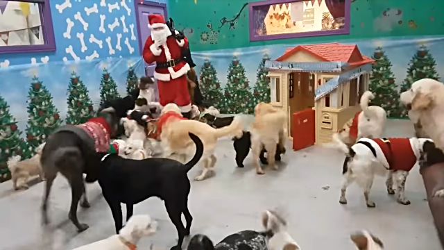 santadogs1