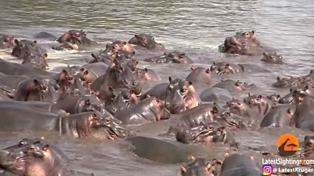 30hippos3