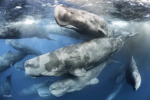 wildlife-photographer-of-the-year-28