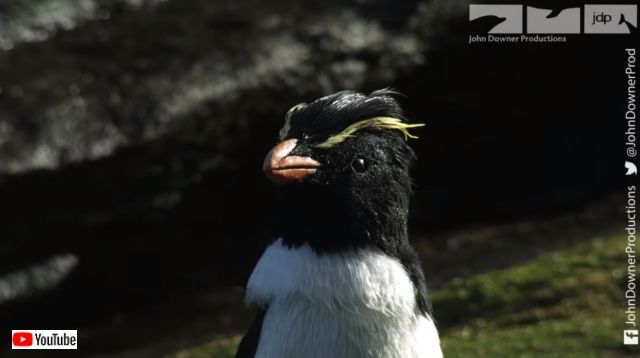 ちょっとそのスピードにはついていけなかったっす！イワトビペンギンにロボットカメラが密着取材した結果