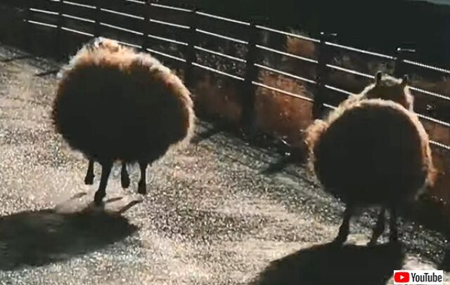 bouncingsheep3_640