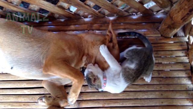 ninjacats18