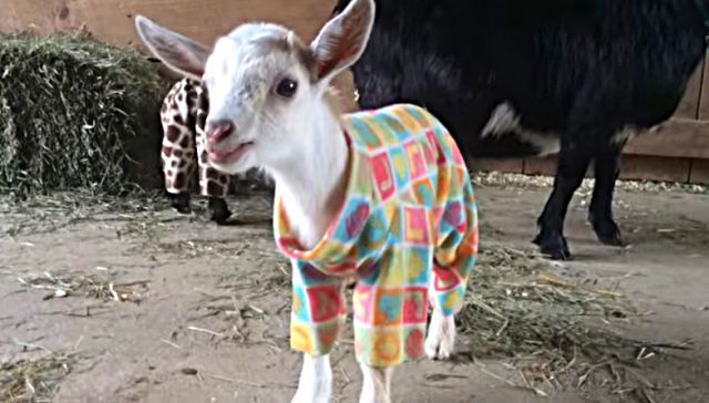 pajamaparty5