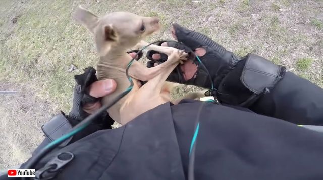 kangarooonbike4_640