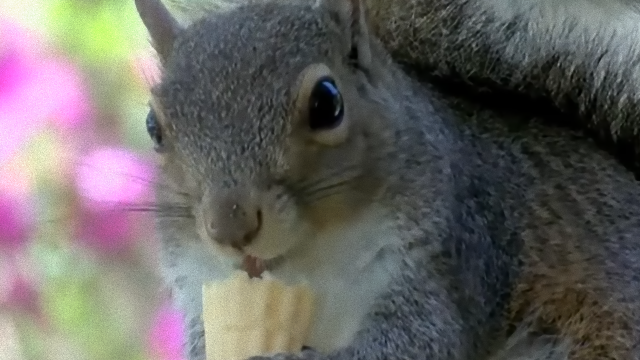 squrrel-4_e