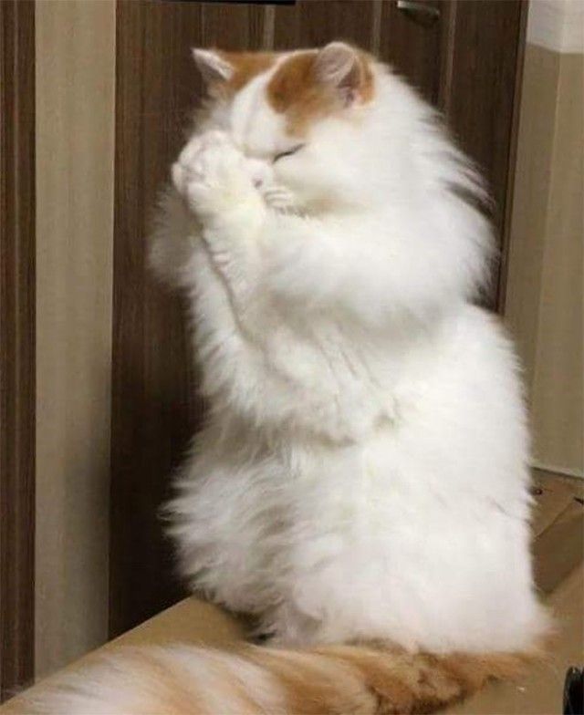 prayingcat8_e