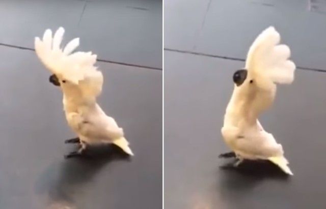 parrotbarks3_e