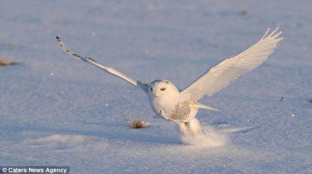 owl-5 (1)