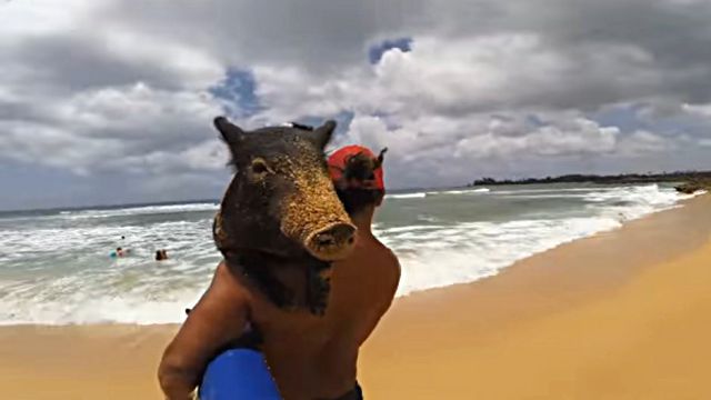 surfingpig2