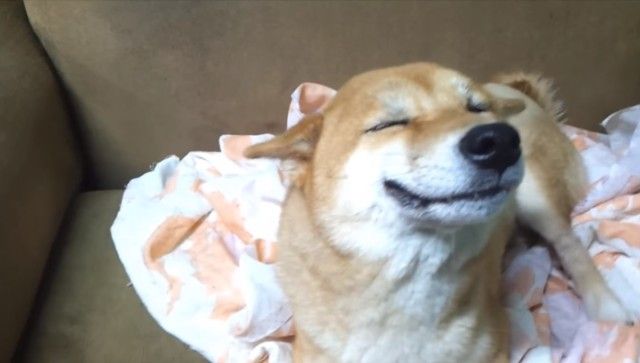 smilingshiba2_e_e