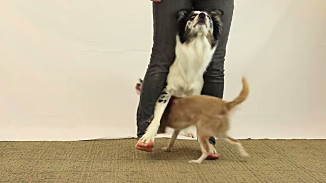 dogtricks8