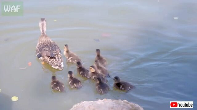 duckfamilyrescue6_640