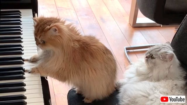 pianistcats8_640