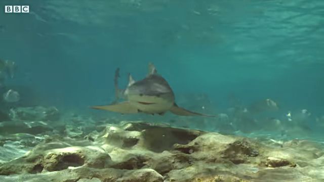 lemonsharks1