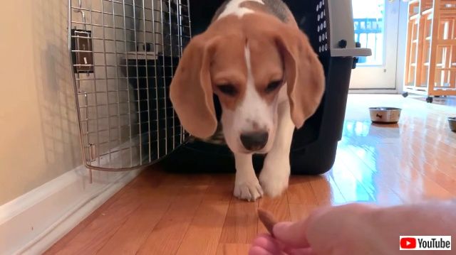bluemondaybeagle3_640