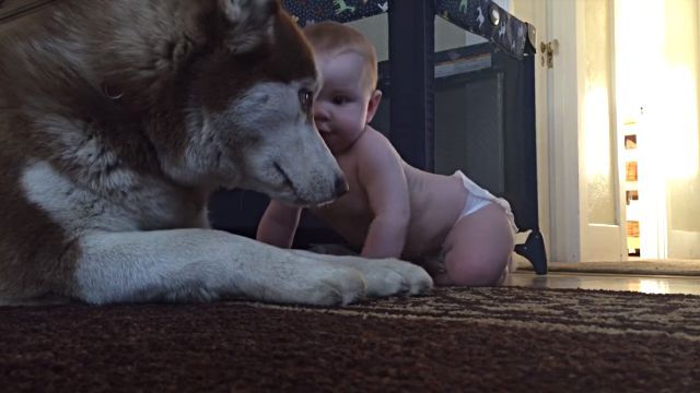 babyndog2