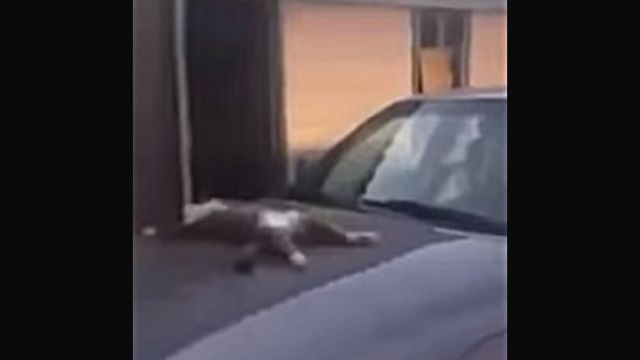 catonthecar1