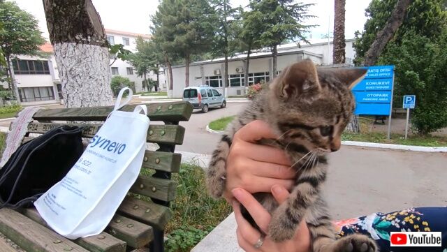 tabby3_640