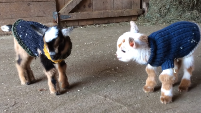 goat-4_e0