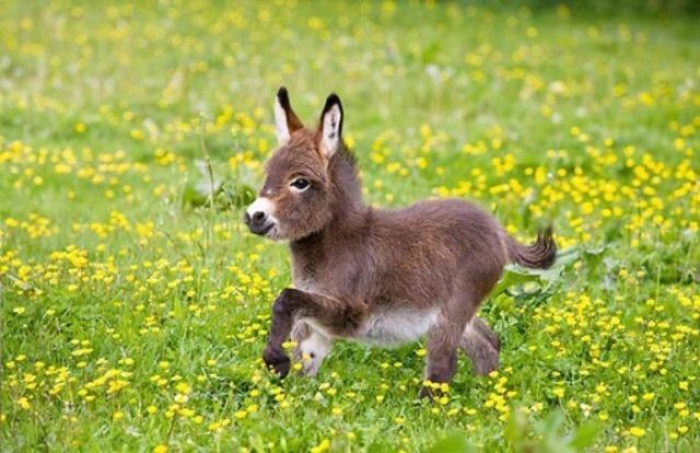 donkey7_e