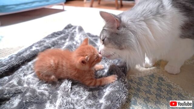 新しい家族の子猫と先住猫