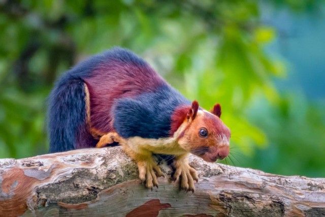 Multicoloured-squirrel1_e