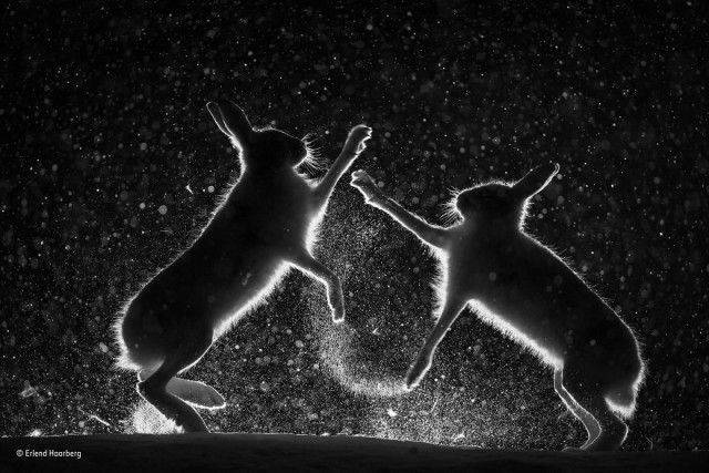 wildlife-photographer-of-the-year-58