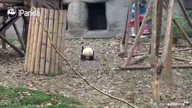 babypandastoy3_e