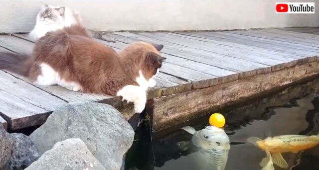catsnfish0_640