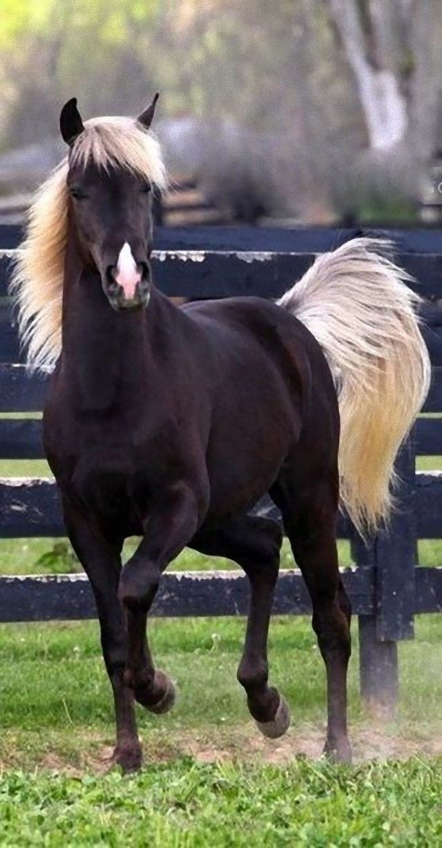 horse18_e