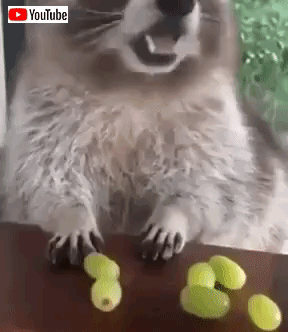 raccoon