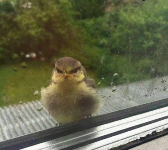 grumpy_animals_16_e